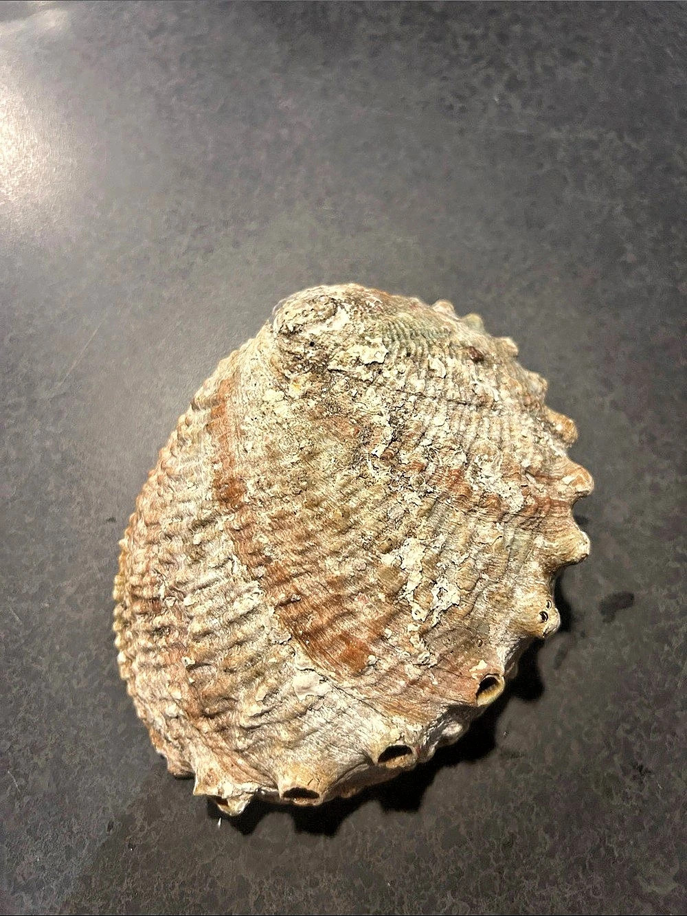 Iridescent Abalone Shell Decor - Picture 7 of 7